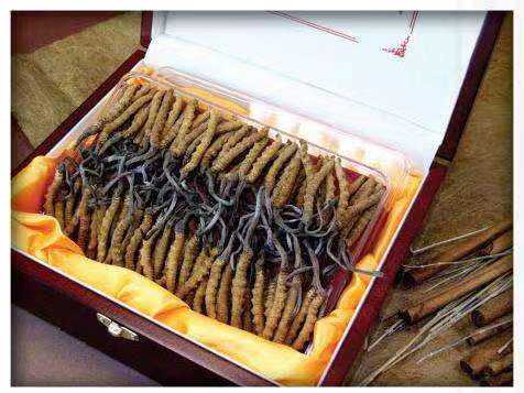 临安冬虫夏草回收